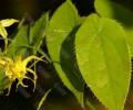 Epimedium P.E. 