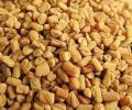 Fenugreek Seed Extract 